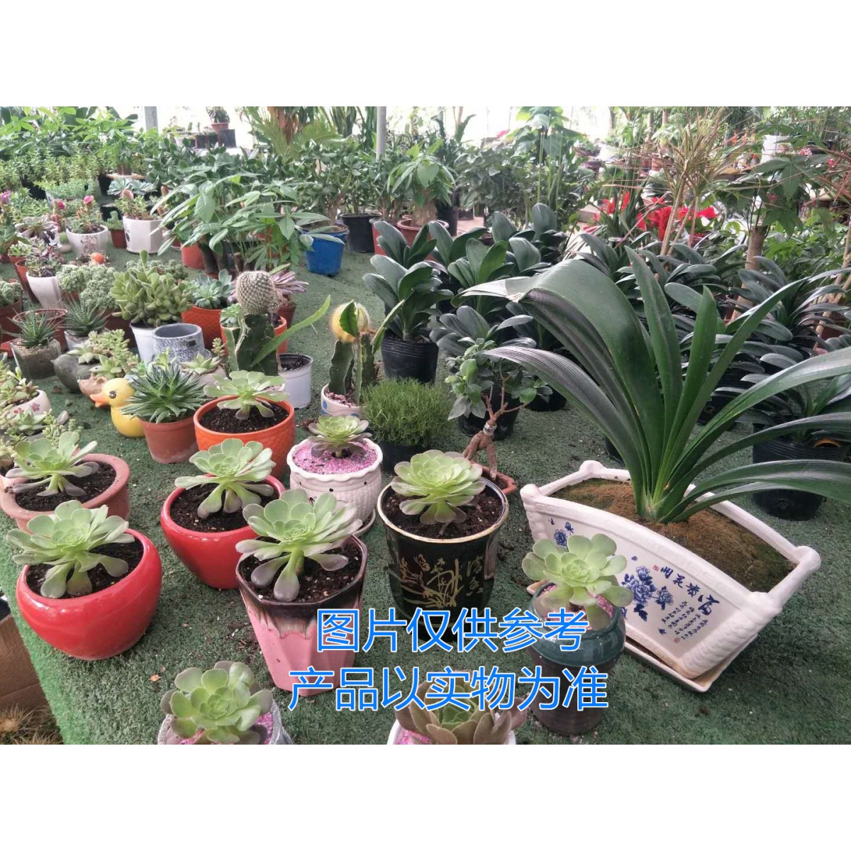 多肉类植物盆栽