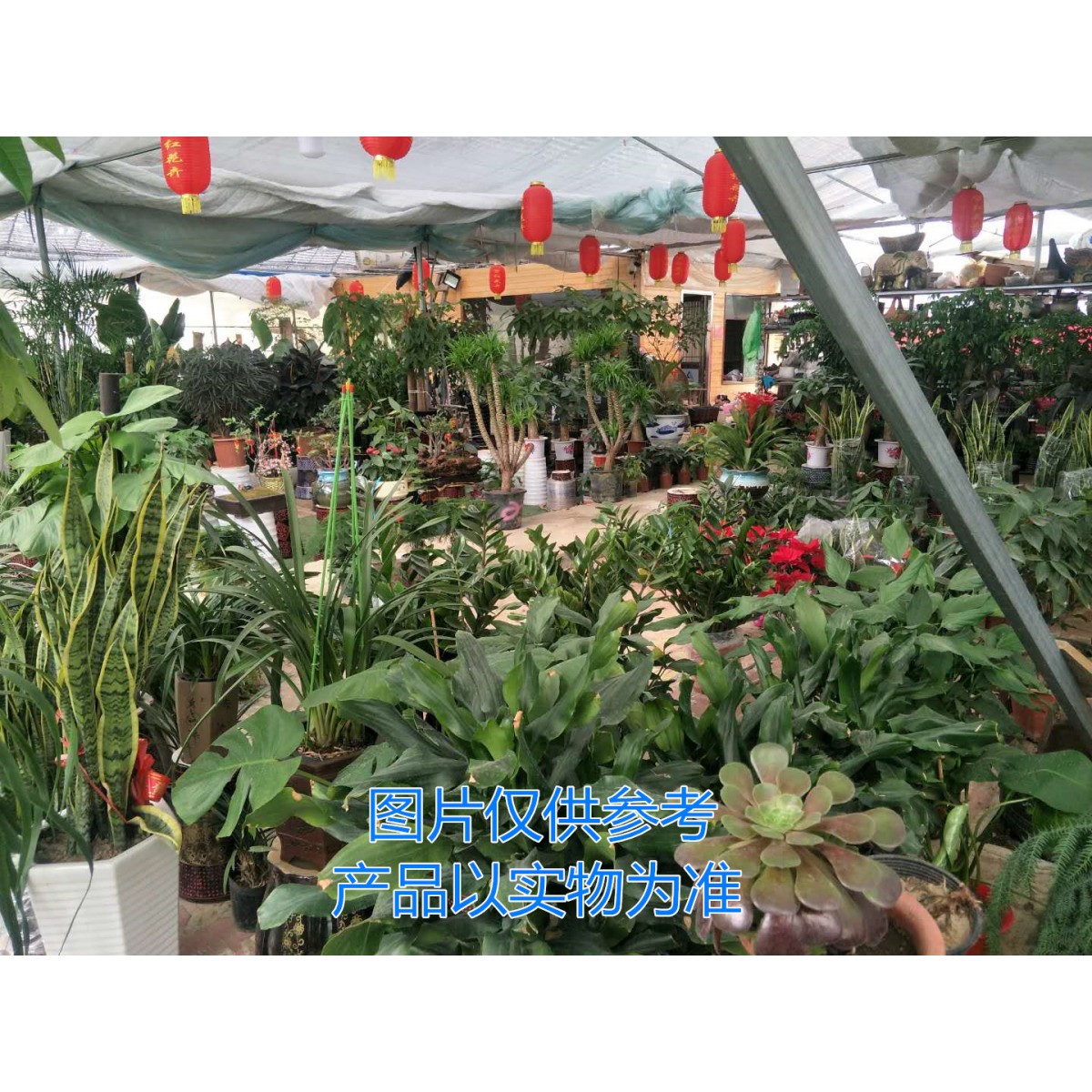 盆栽绿植