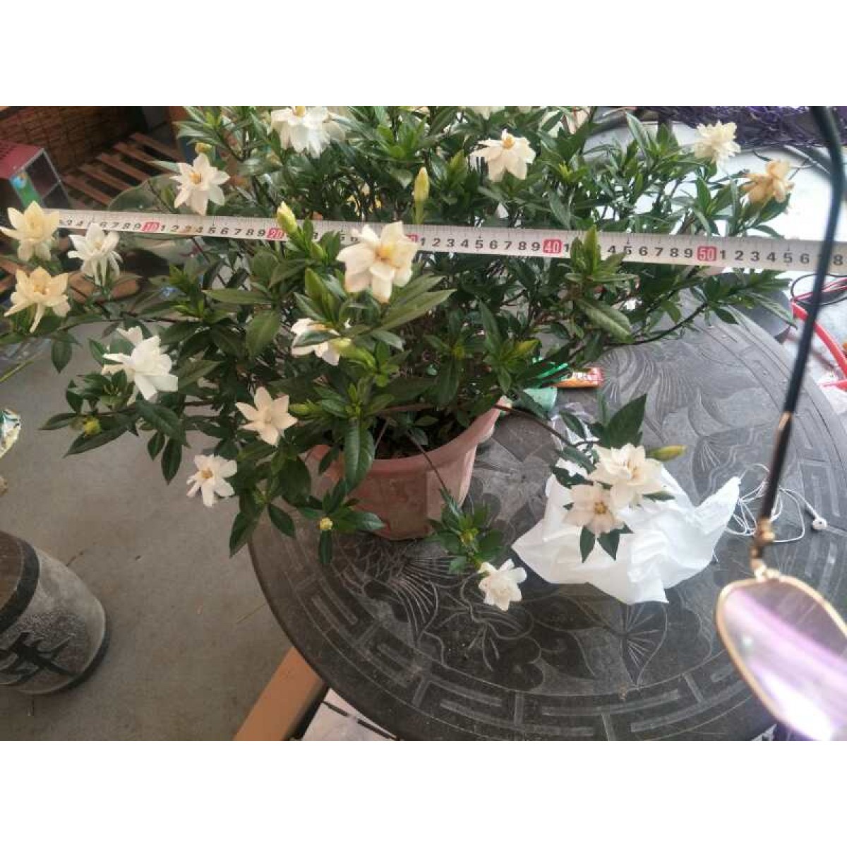 栀子花盆栽