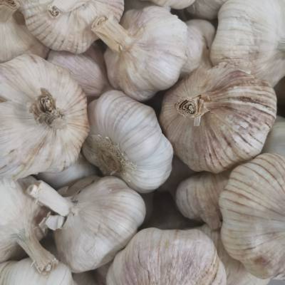 紫皮大蒜（食品）