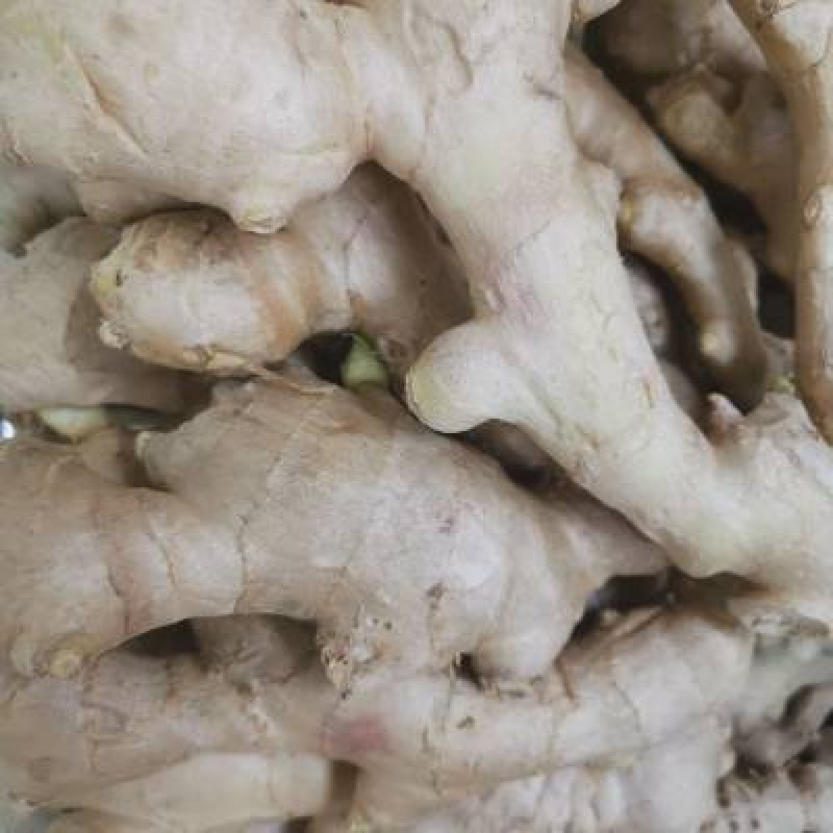生姜（食品）